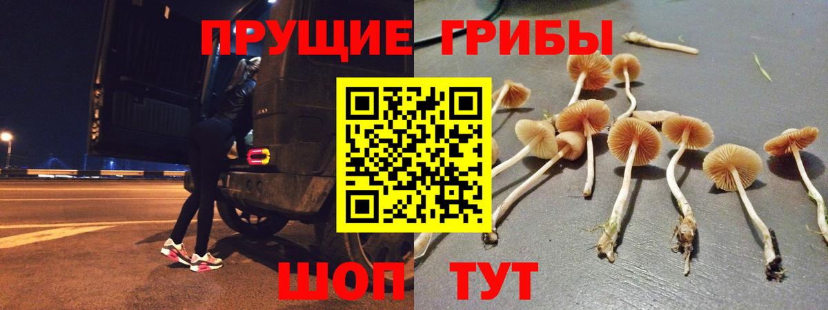 Галлюциногенные грибы Psilocybe Сальск
